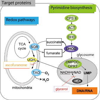 Target Proteins