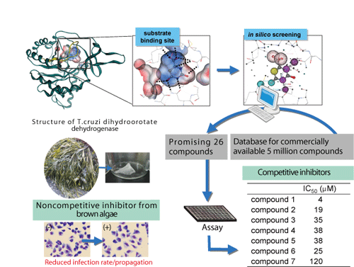 American Trypanosomiasis: Dihydroorotate Dehydrogenase