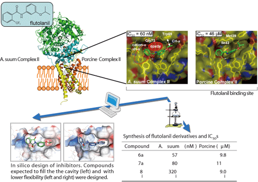 American Trypanosomiasis: Dihydroorotate Dehydrogenase