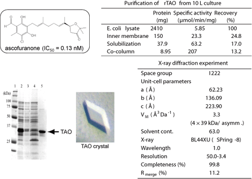 African Trypanosomiasis: Trypanosome Alternative Oxidase