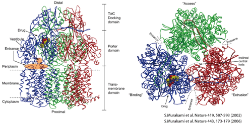 Crystal structure of multidrug transporter-antibiotics complex