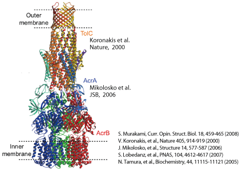 Schematic models of AcrA-AcrB-TolC complex