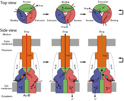 "Functionally rotating mechanism" for multi-drug efflux transporter