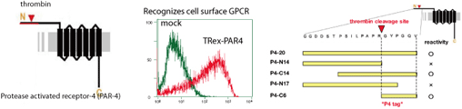 An anti-GPCR monoclonal antibody P20.1 recognizes 6-residue linear sequence