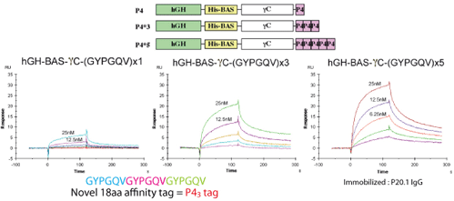 Concatenation of P4 sequence dramatically increases affinity