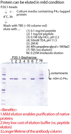 Tagged protein purification using P20.1-Sepharose