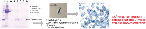 Combination of P20.1 mAb and P43 tag is suitable for recombinant protein purification!