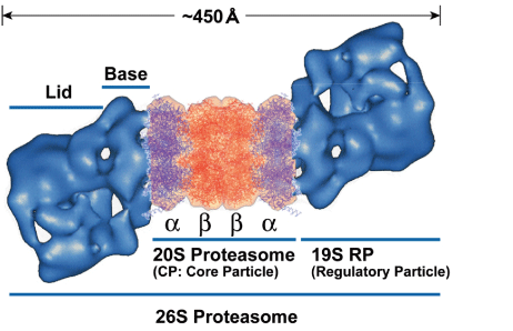 26S Proteasome: Huge and complicated proteolytic machinery