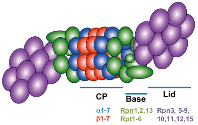 26S Proteasome