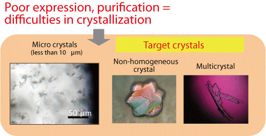 Poor expression,purification=difficulties in crystallization