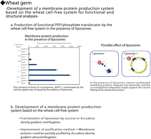 Wheat germ