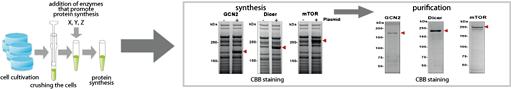 Synthesis of large proteins by human cell-free protein synthesis system