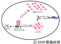 Tokyo Metropolitan Organization for Medical Research