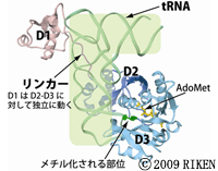 RIKEN and the University of Tokyo