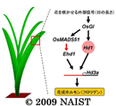 Nara Institute of Science and Technology