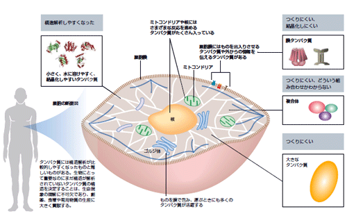 なぜ、構造解析の難しいタンパク質に挑戦するのでしょう？