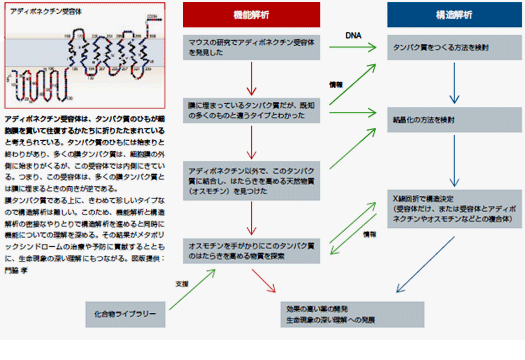 構造解析と機能解析のキャッチボールで理解が深まります