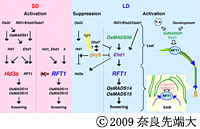 奈良先端大