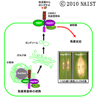 奈良先端大発表