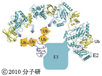 分子科学研究所