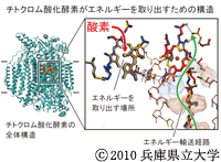 兵庫県立大学