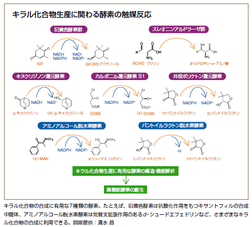 キラル化合物生産に関わる酵素の触媒反応
