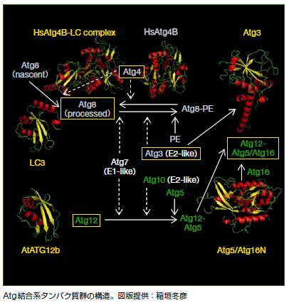Atg結合系タンパク質群の構造。
