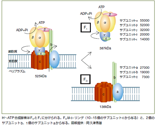 H＋-ATP合成酵素膜内在Foの機能構造と不正規構造の固体NMRによる解明