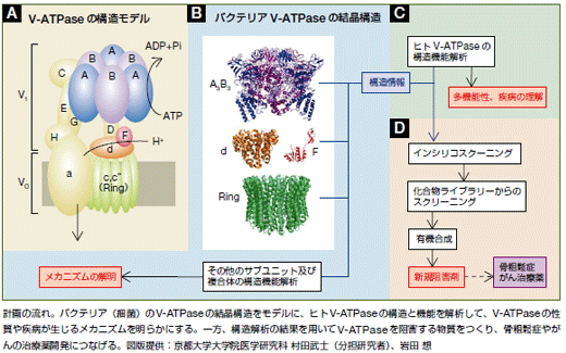 創薬に繋がるV-ATPaseの構造、機能の解明